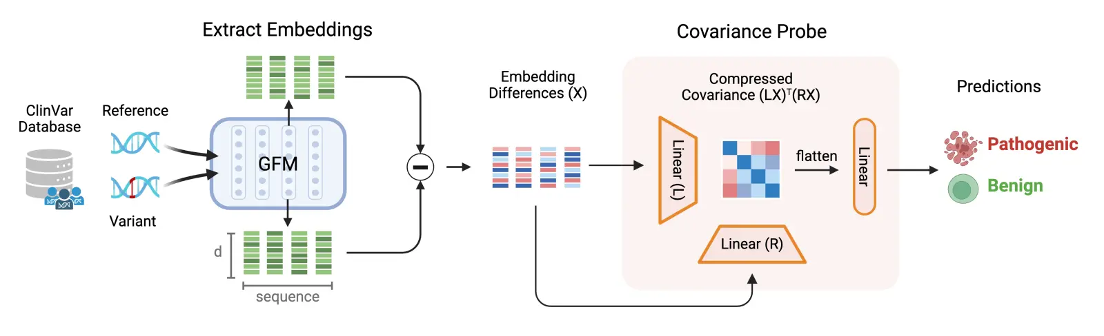 Probing pipeline for pathogenicity prediction