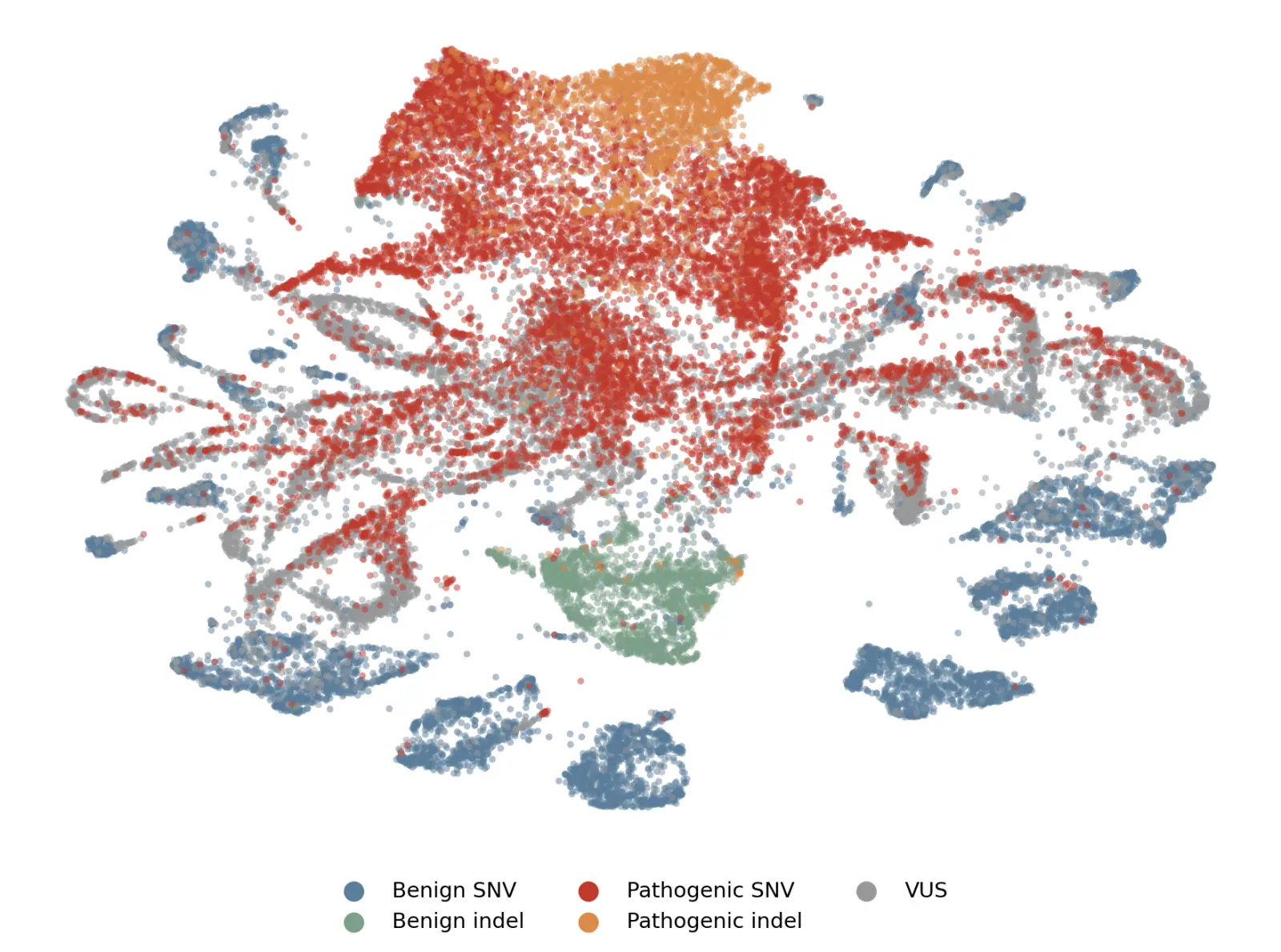 UMAP of Evo 2 variant embeddings colored by pathogenicity